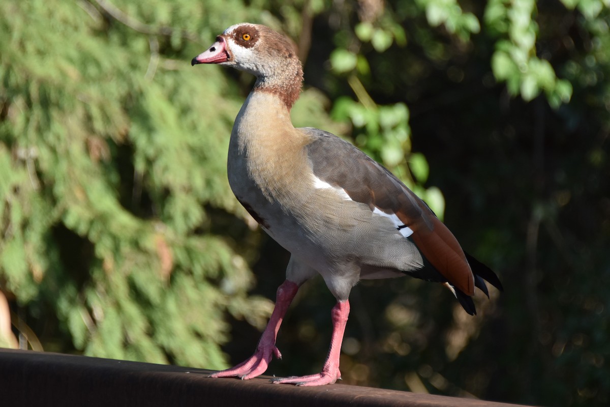 Egyptian Goose - ML642293021