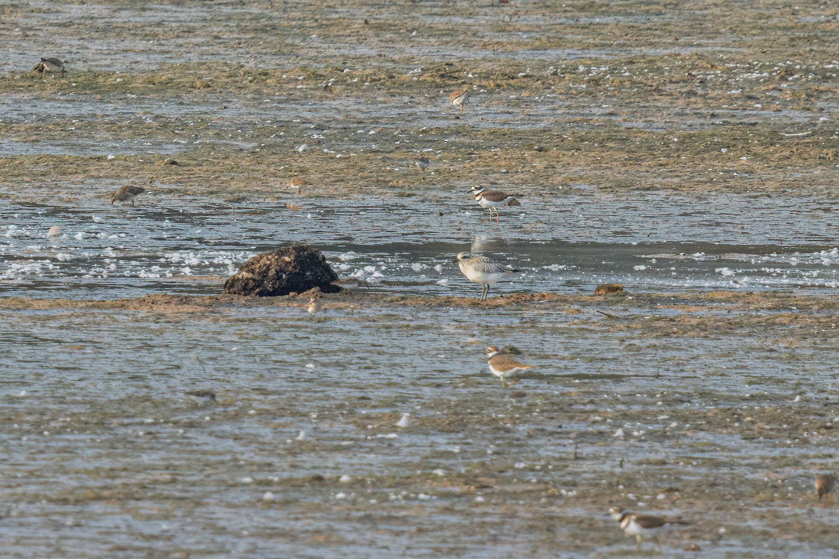 Black-bellied Plover - ML642293024
