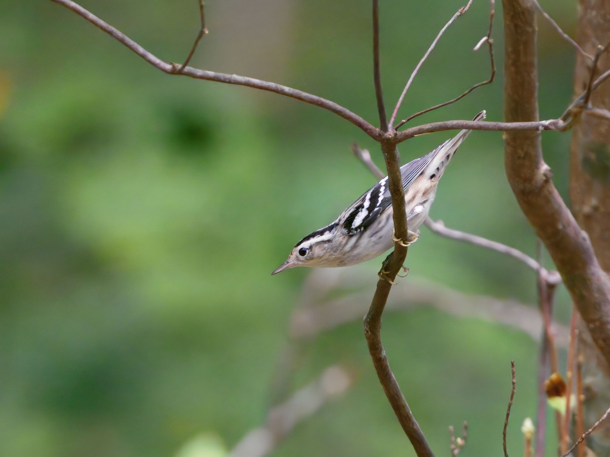 Black-and-white Warbler - ML642293035