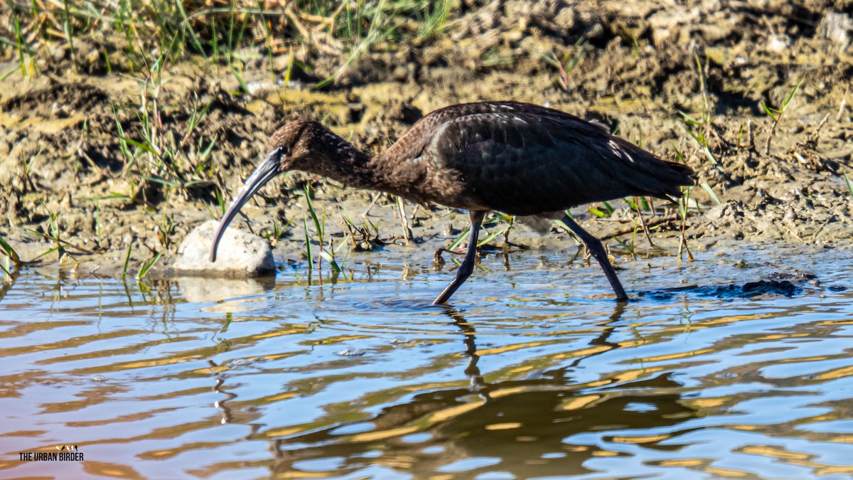Glossy Ibis - ML642293041