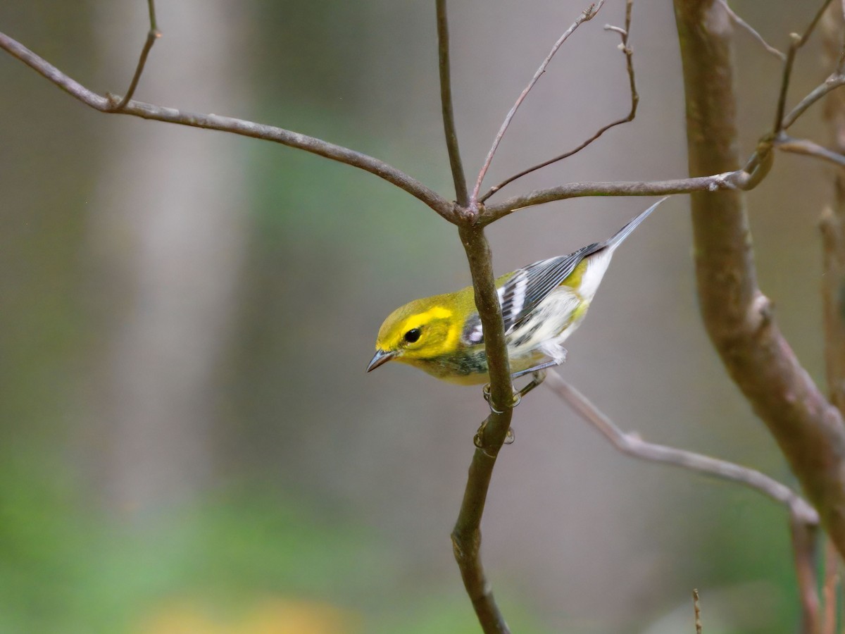 Black-throated Green Warbler - ML642293050