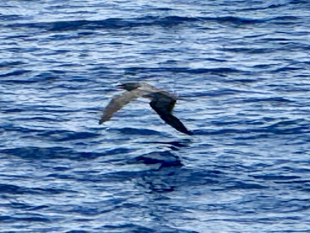 Brown Booby - ML642293055