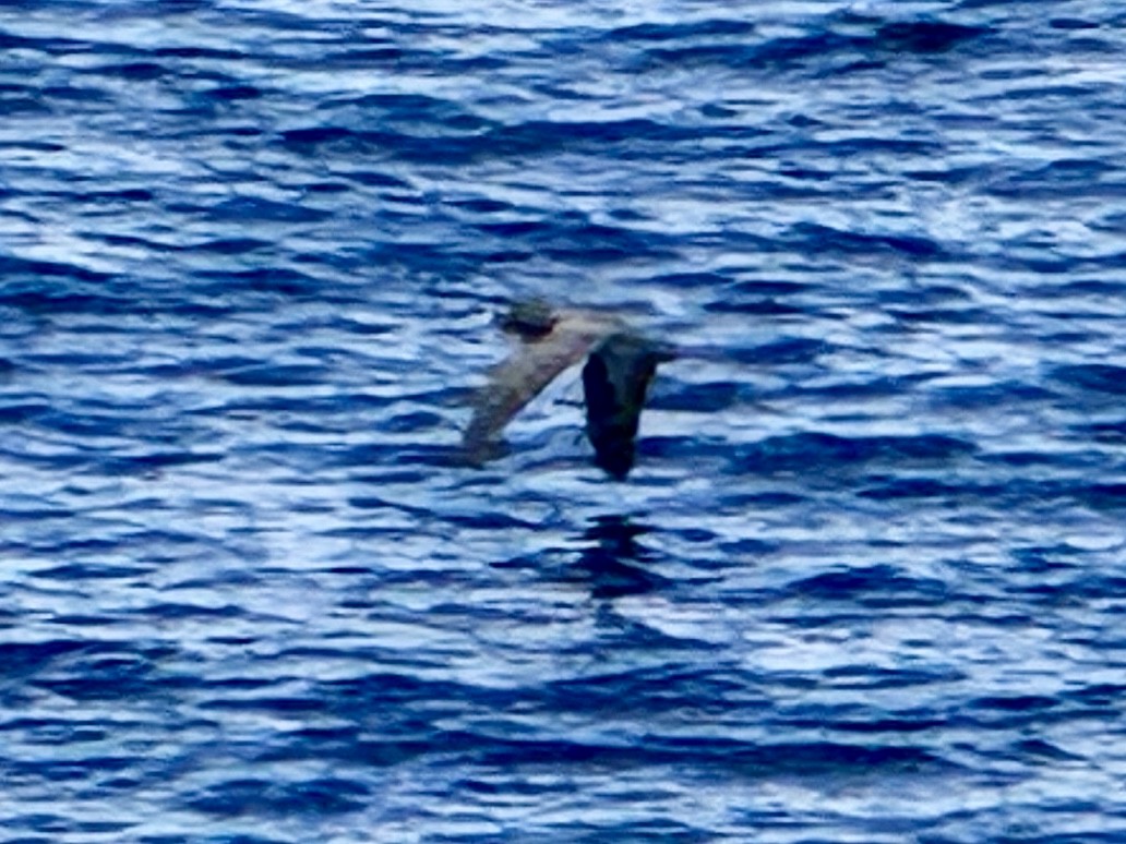 Brown Booby - ML642293056