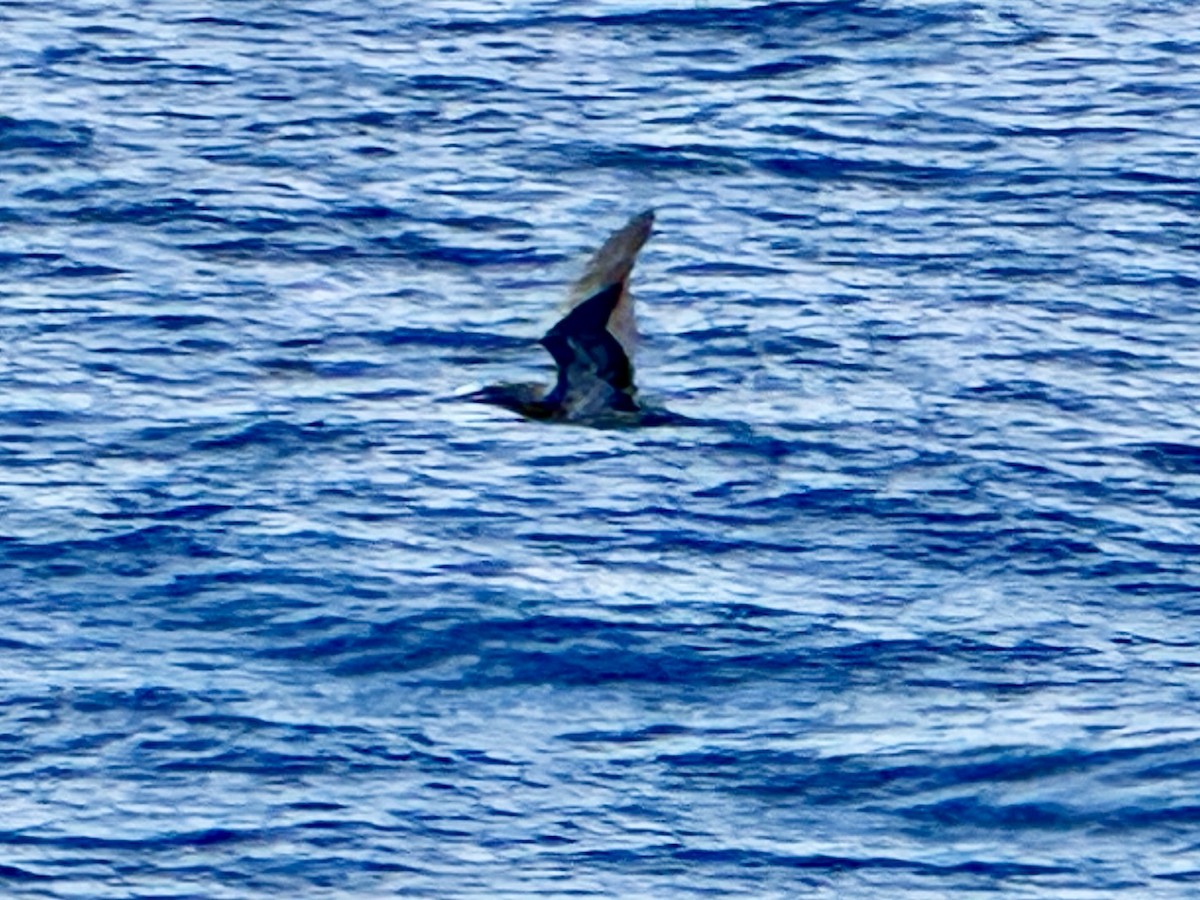 Brown Booby - ML642293057