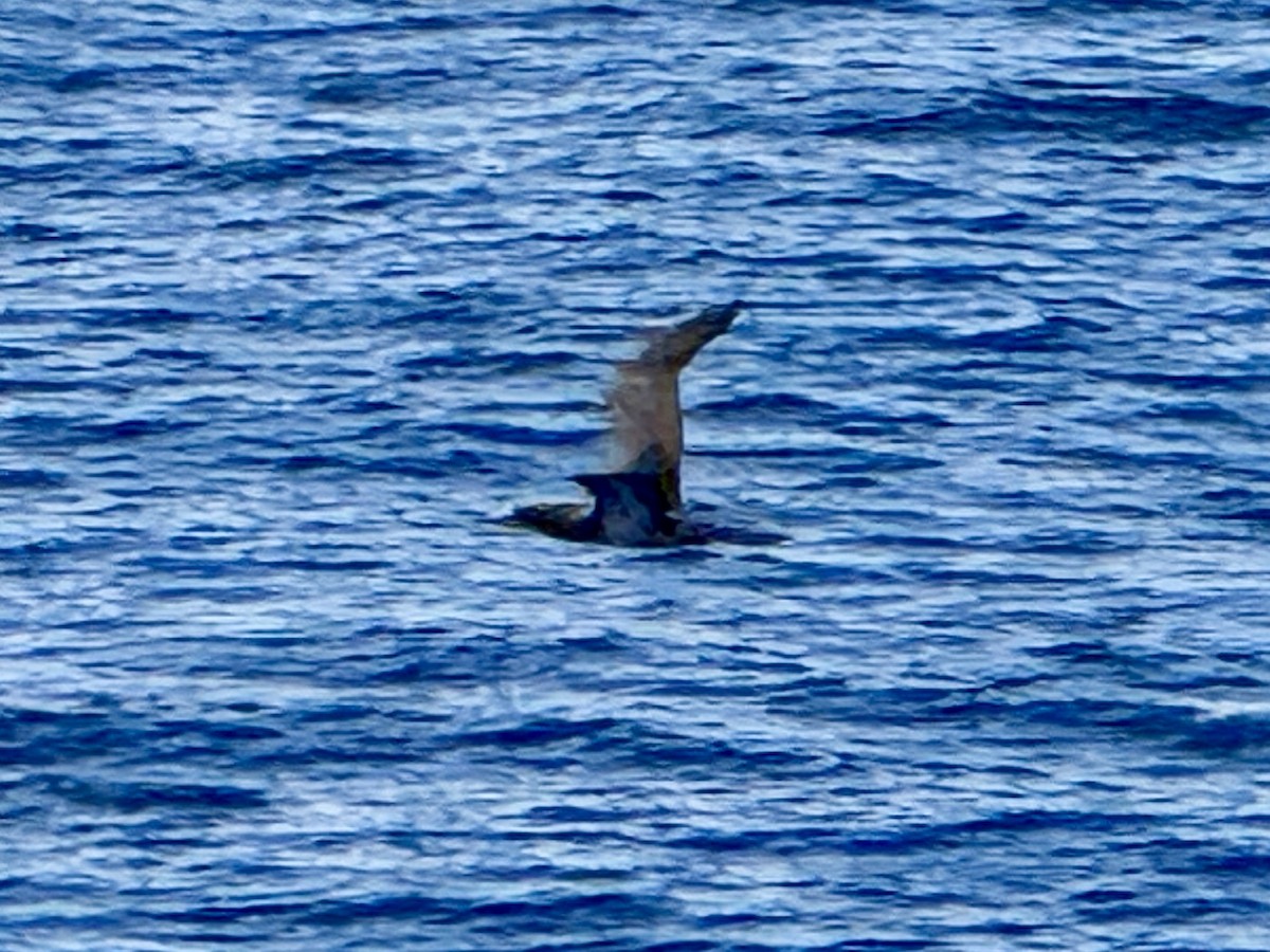Brown Booby - ML642293058