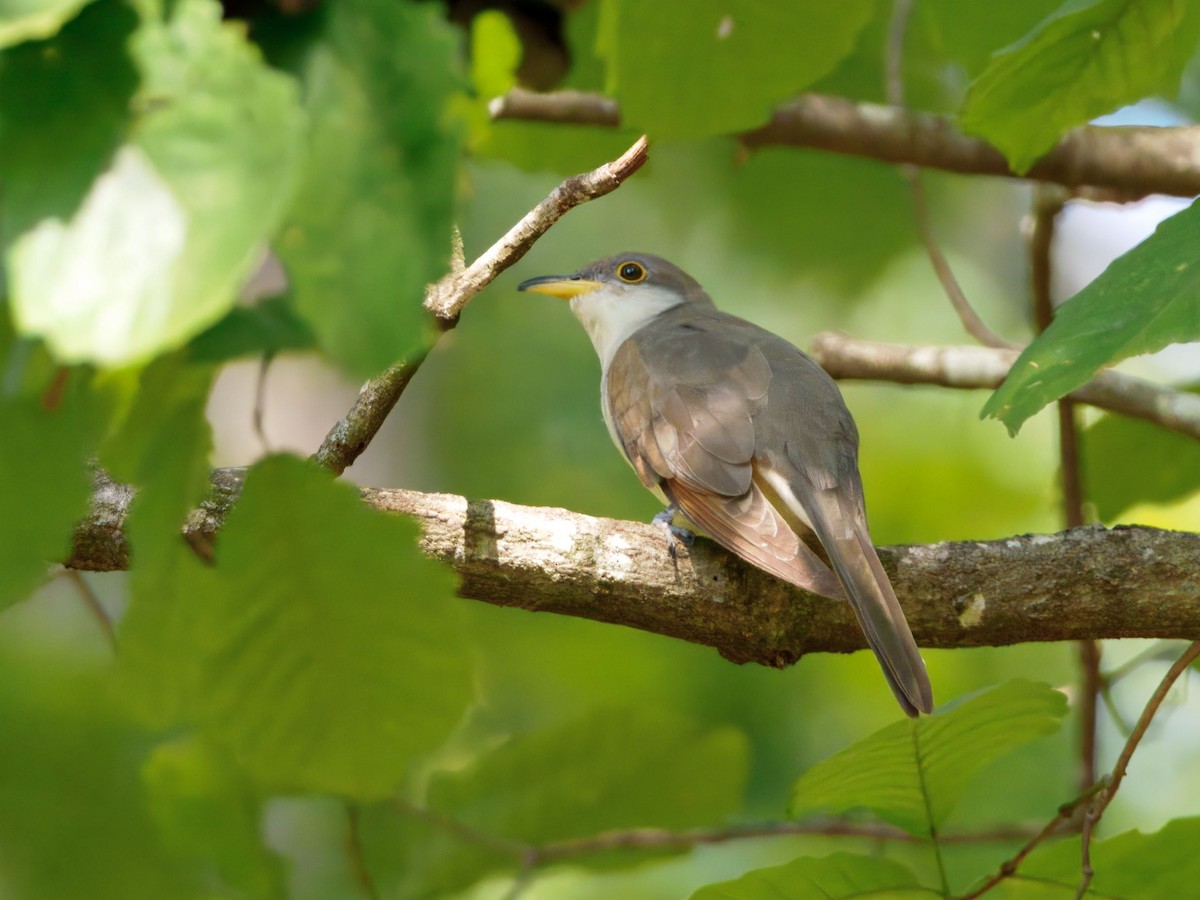 Yellow-billed Cuckoo - ML642293059