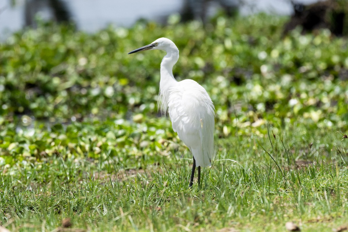 Хурган дэглий - ML642293064