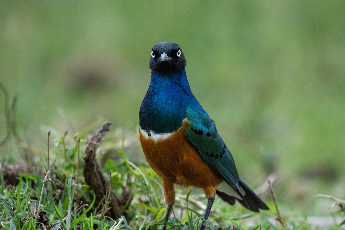 Superb Starling - ML642293075
