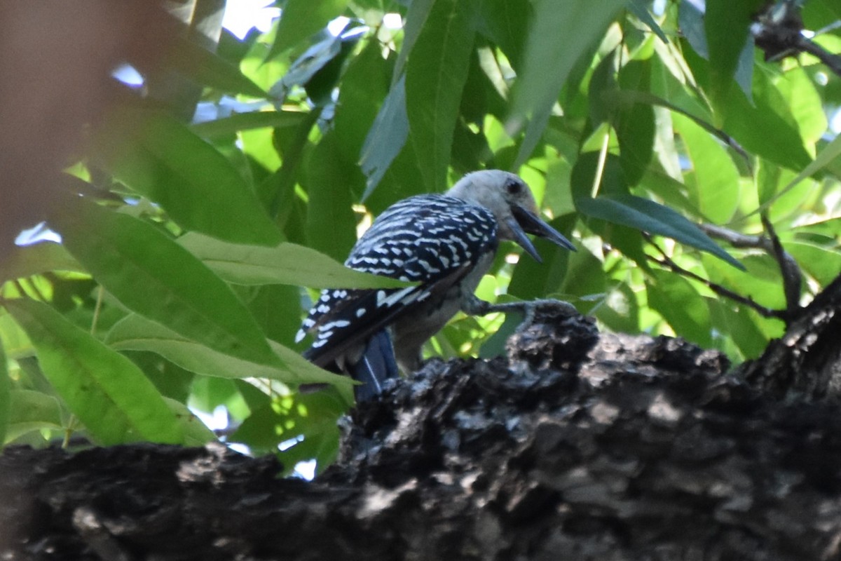 Golden-fronted Woodpecker - ML642293083