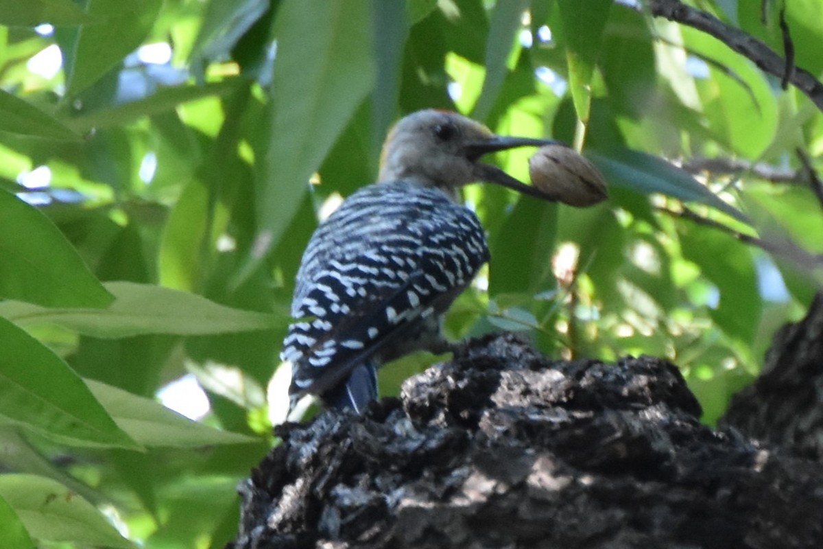 Golden-fronted Woodpecker - ML642293084