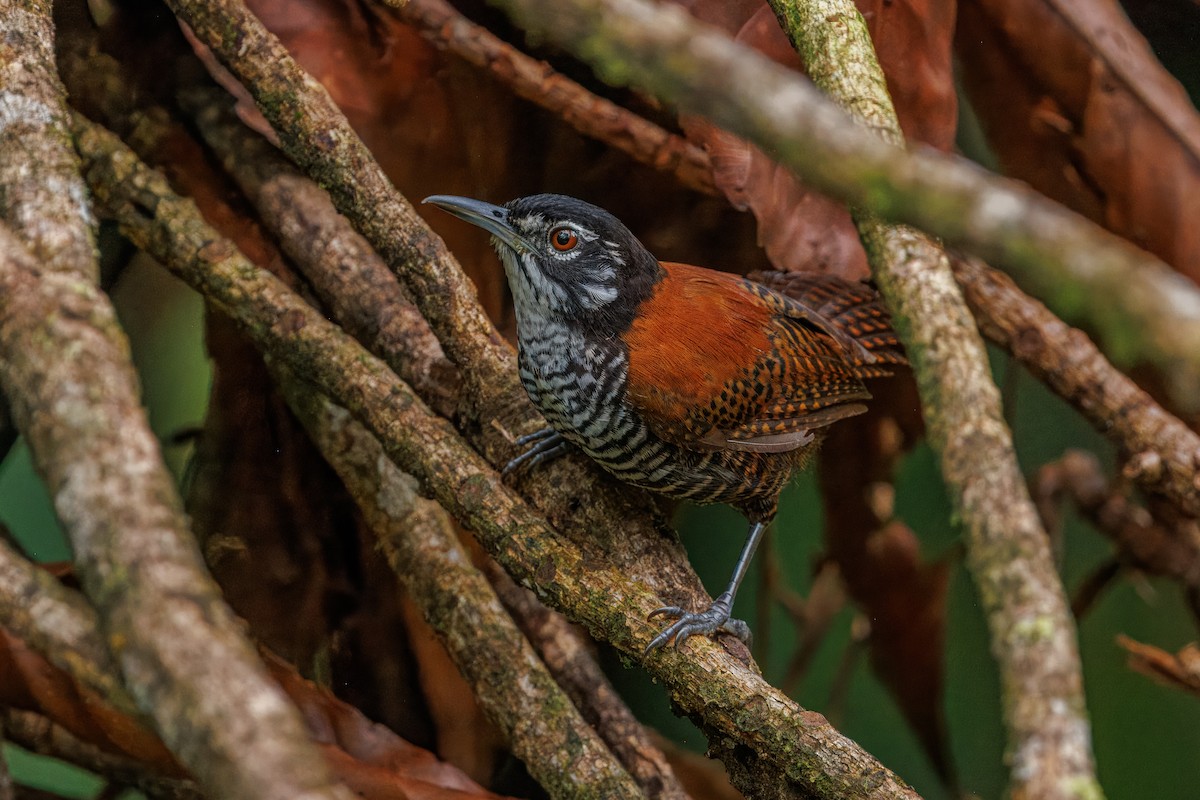 Bay Wren - ML642293109