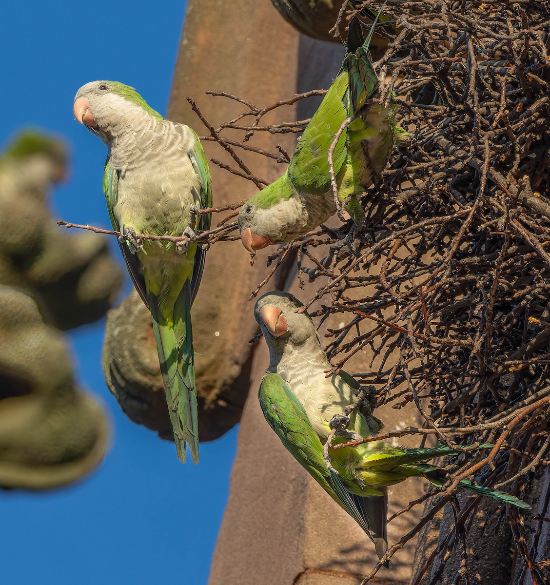 Monk Parakeet - ML642293115