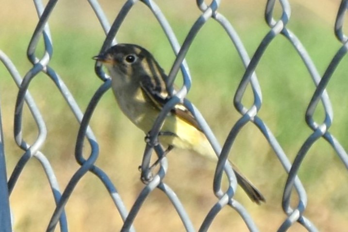 Least Flycatcher - ML642293131
