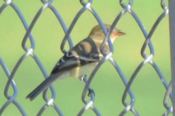 Least Flycatcher - ML642293132