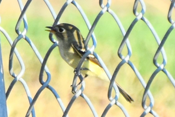 Least Flycatcher - ML642293133