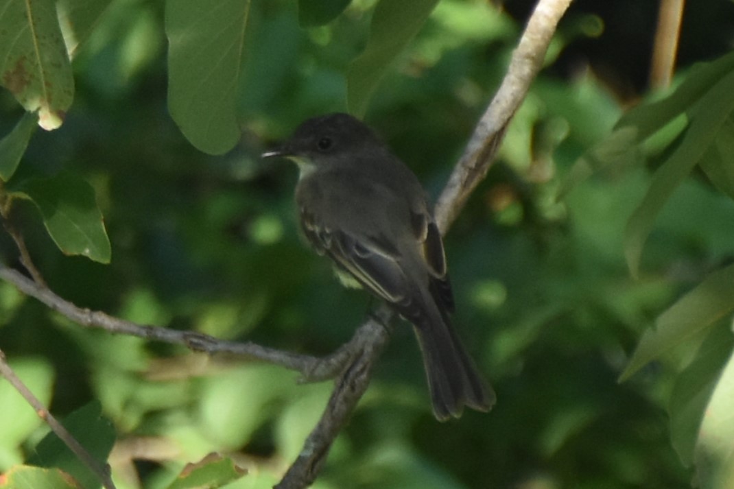 Eastern Phoebe - ML642293143