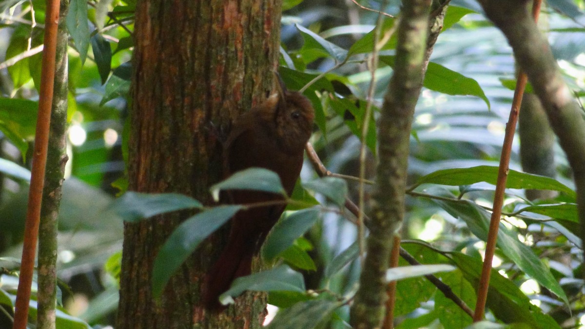 Plain-winged Woodcreeper (Plain-winged) - ML642293158