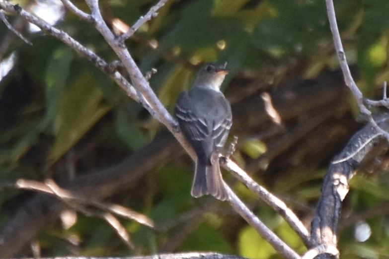 Eastern Wood-Pewee - ML642293167