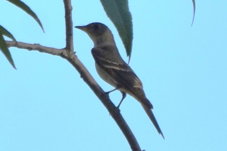 Eastern Wood-Pewee - ML642293168