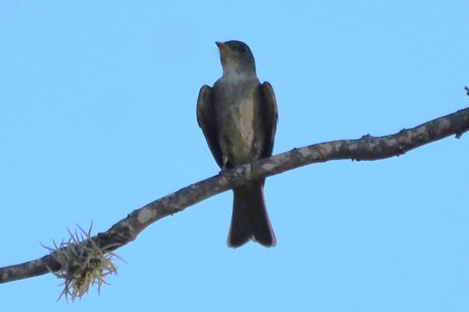 Eastern Wood-Pewee - ML642293169