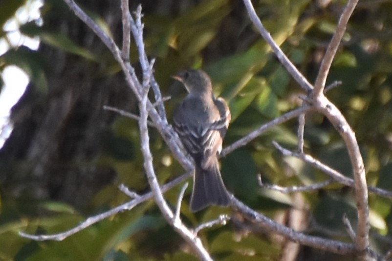Eastern Wood-Pewee - ML642293170
