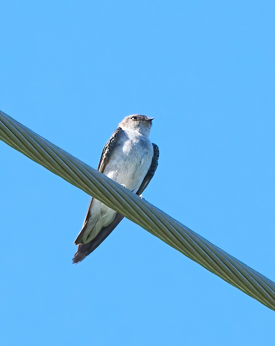 Violet-green Swallow - ML642293181