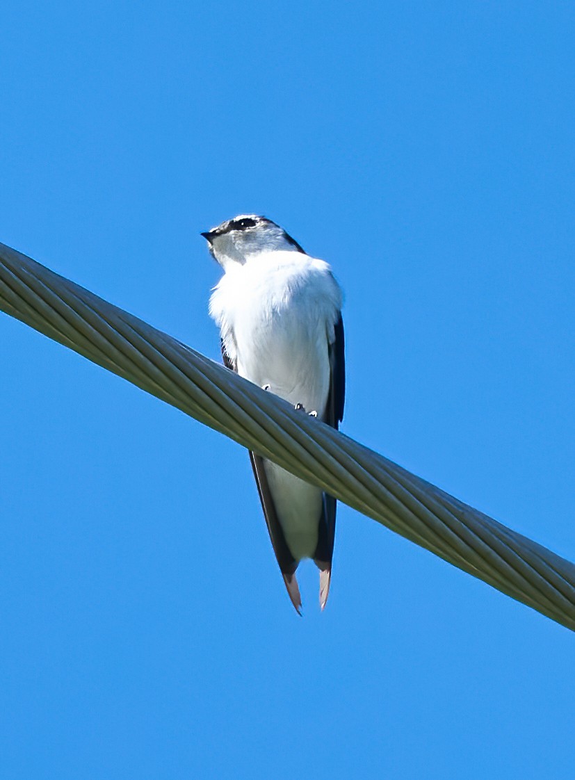 Violet-green Swallow - ML642293182