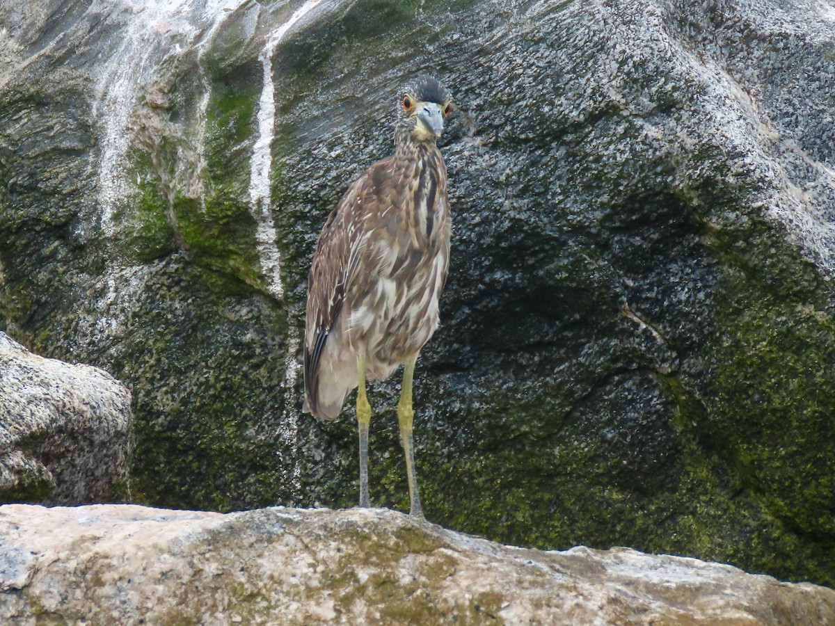 Yellow-crowned Night Heron - ML642293209