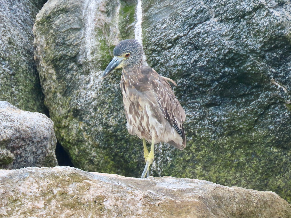 Yellow-crowned Night Heron - ML642293210