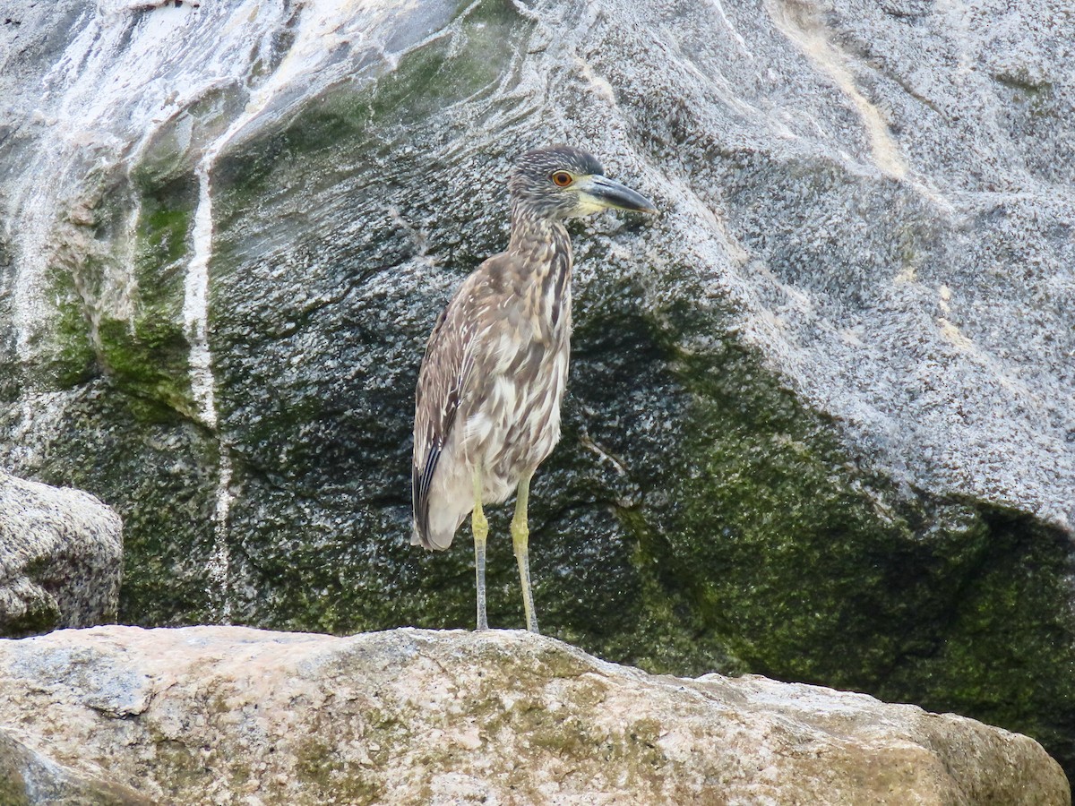 Yellow-crowned Night Heron - ML642293211