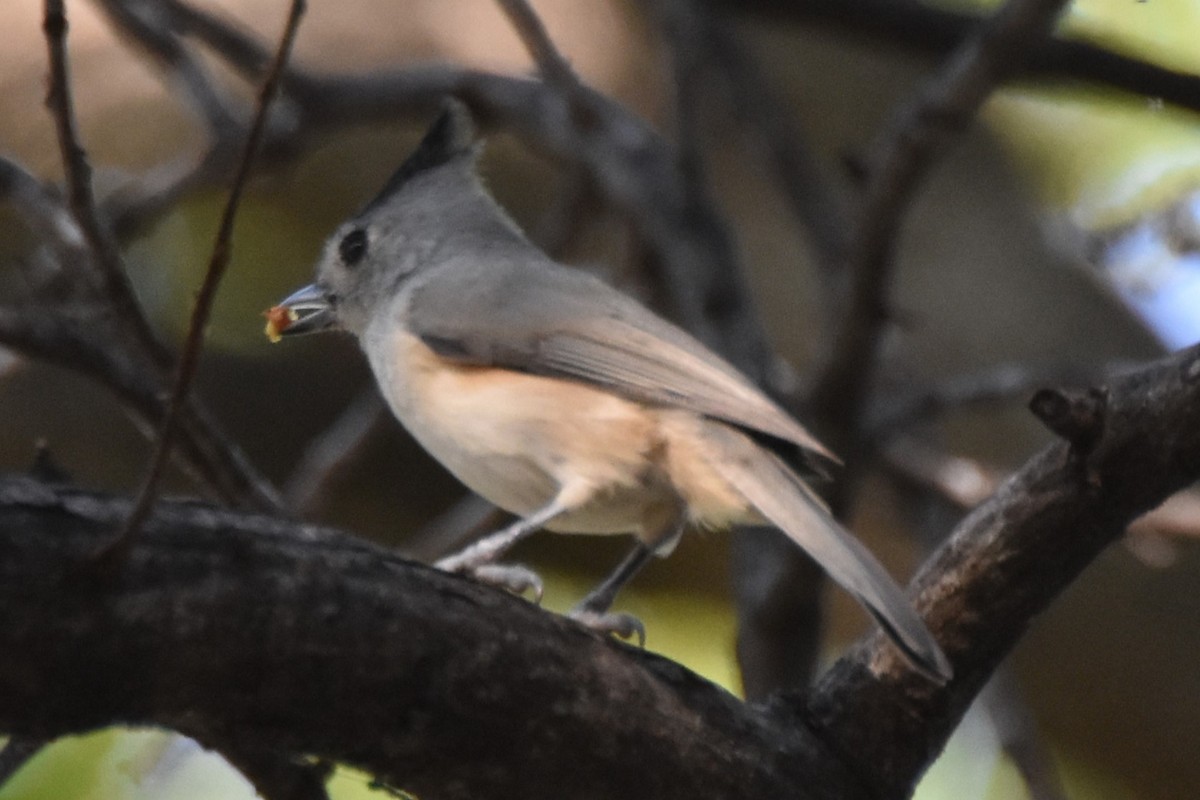 Black-crested Titmouse - ML642293214