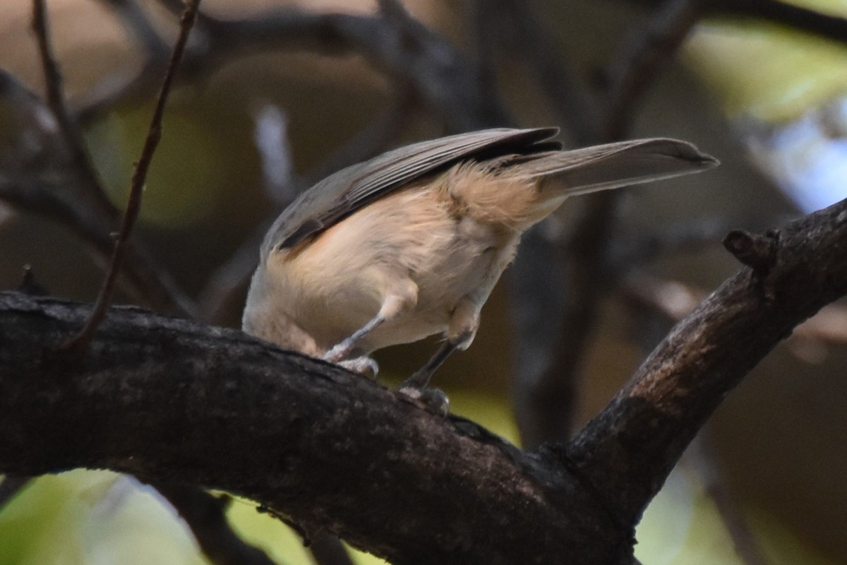 Black-crested Titmouse - ML642293215