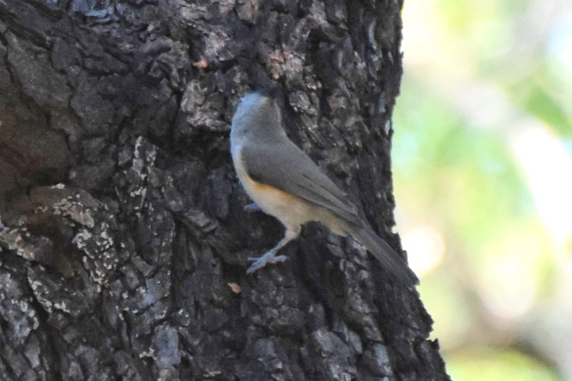 Black-crested Titmouse - ML642293216