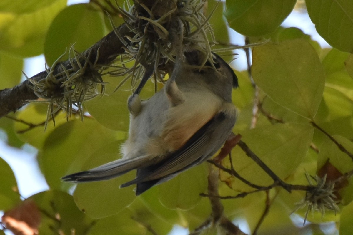 Black-crested Titmouse - ML642293217