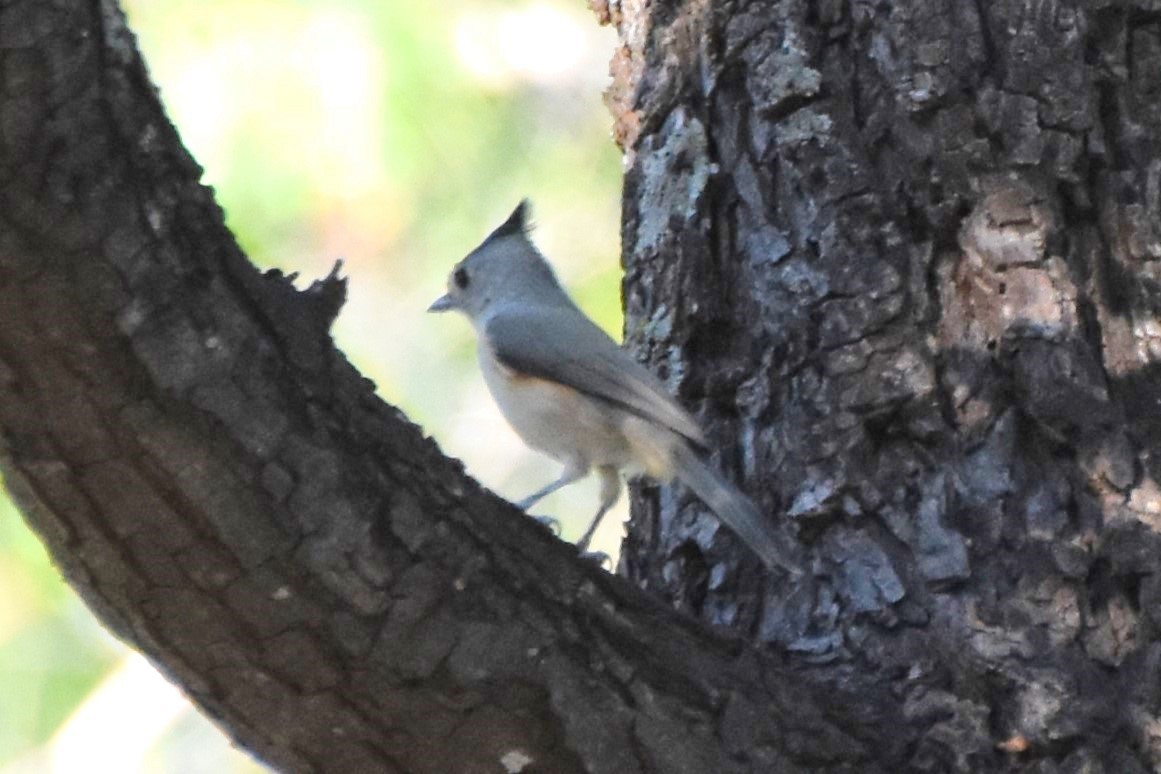 Black-crested Titmouse - ML642293218