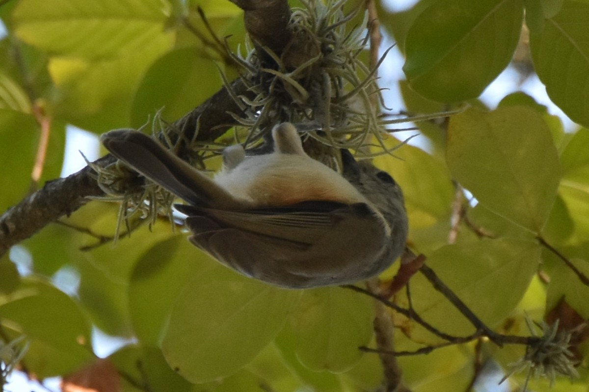 Black-crested Titmouse - ML642293220