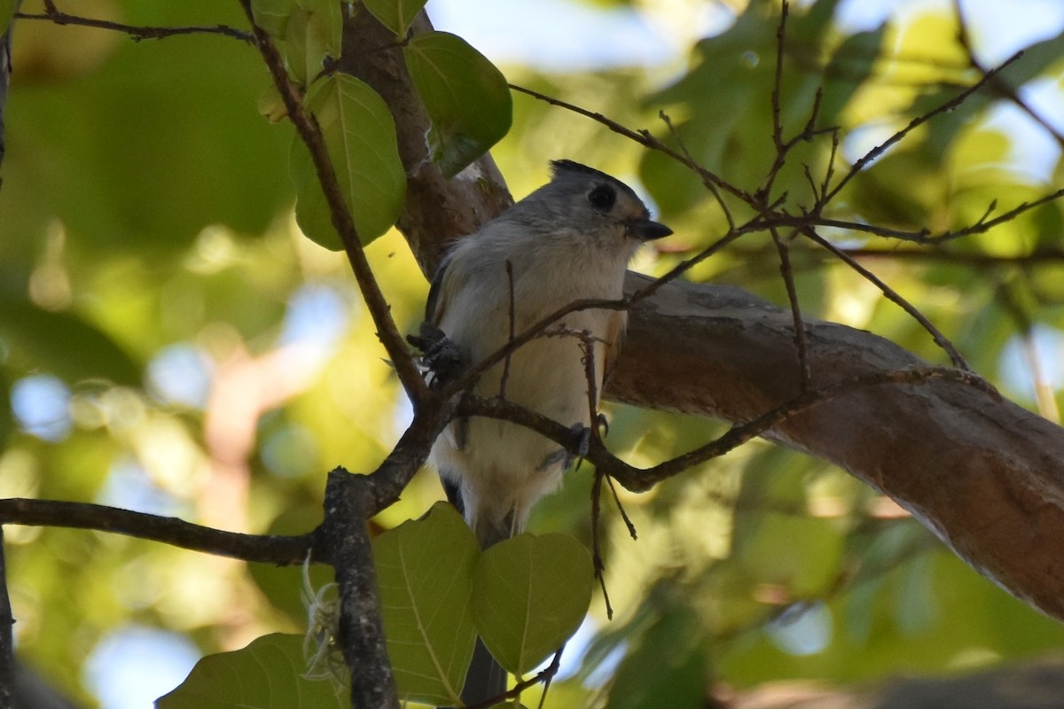Black-crested Titmouse - ML642293221