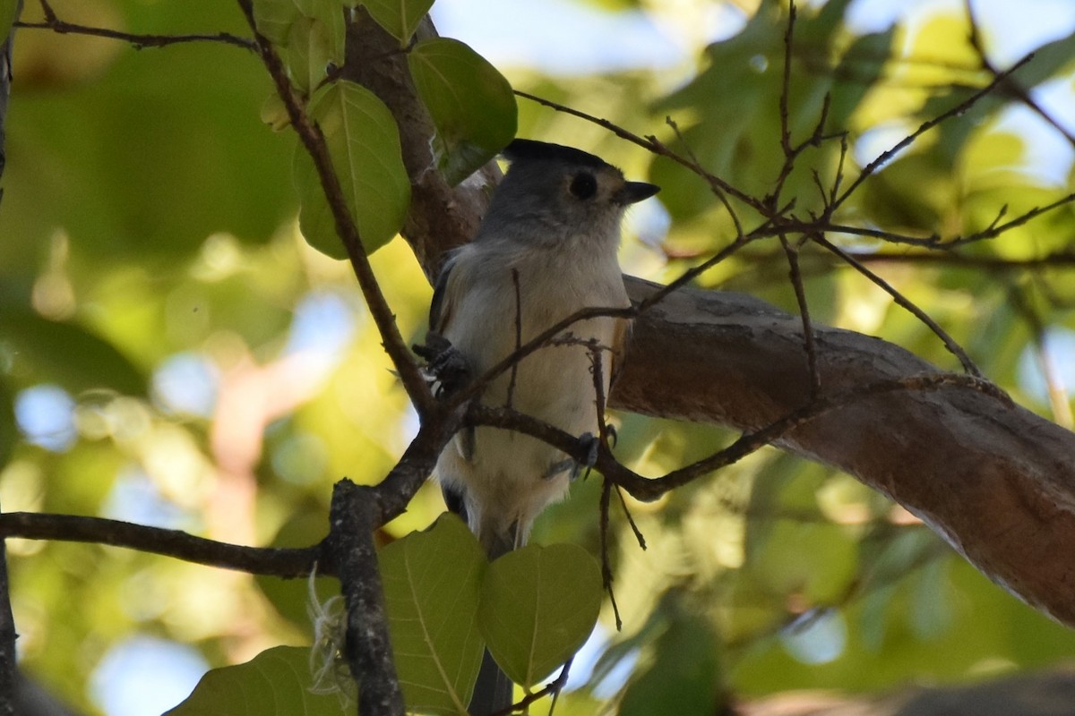 Black-crested Titmouse - ML642293222