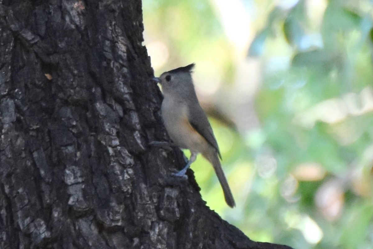 Black-crested Titmouse - ML642293223