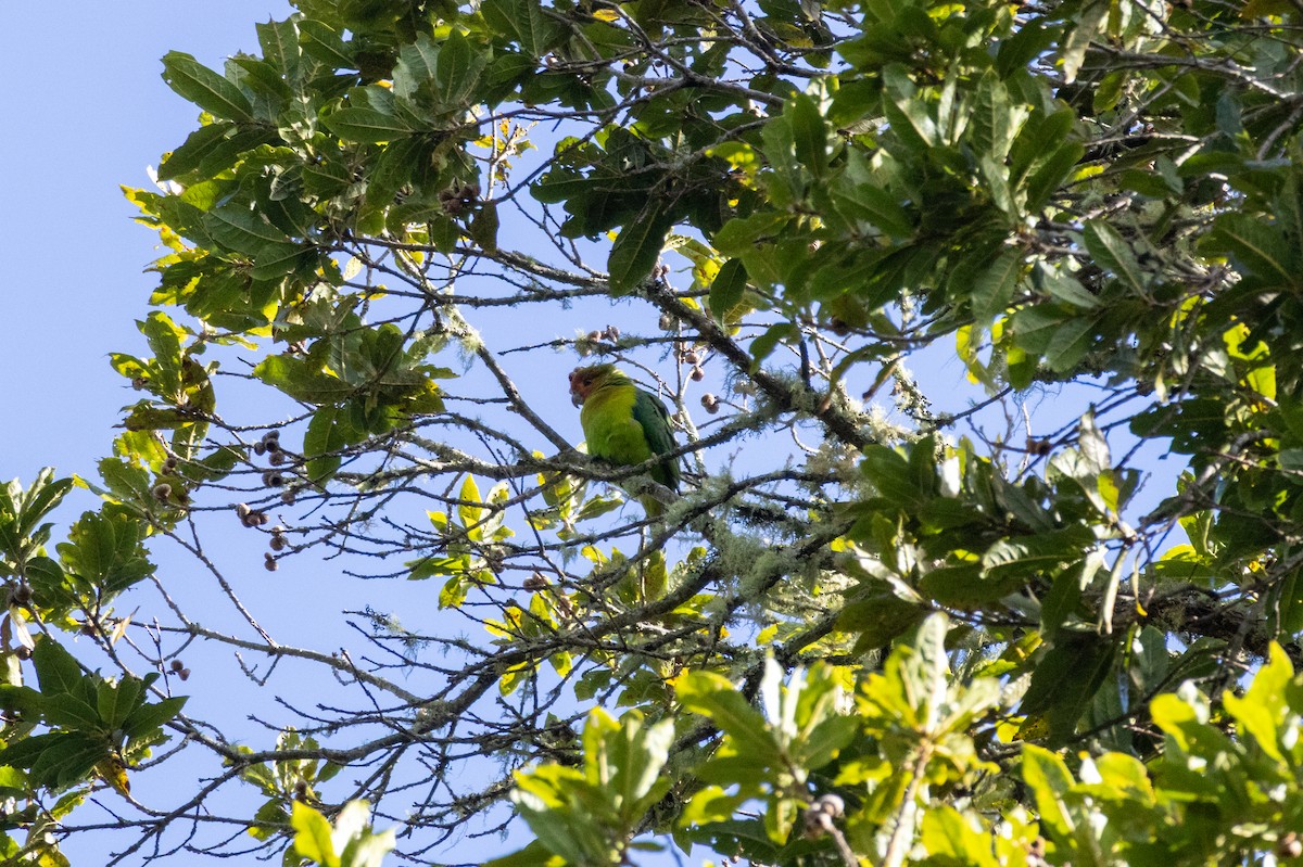 Rusty-faced Parrot - ML642293236