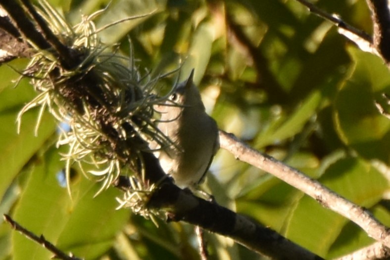 Blue-gray Gnatcatcher - ML642293244