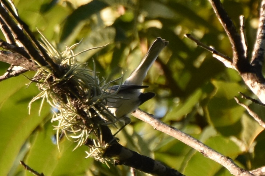 Blue-gray Gnatcatcher - ML642293245
