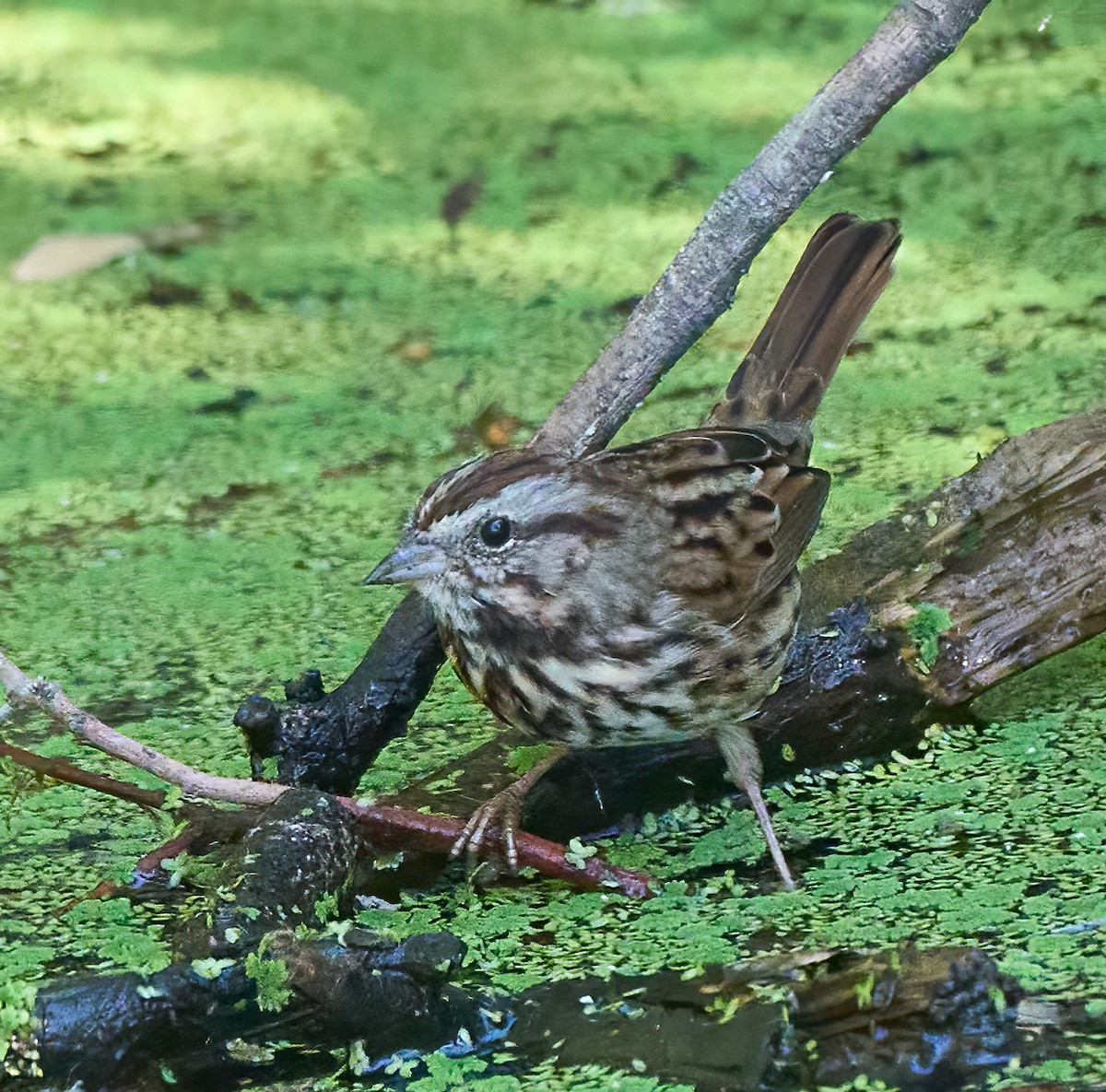ウタスズメ - ML642293272