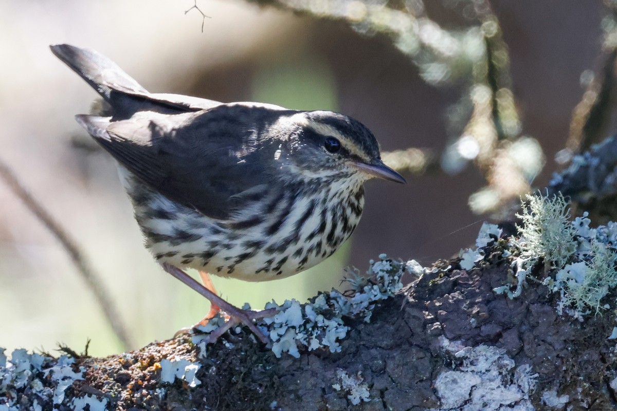 Northern Waterthrush - ML642293304