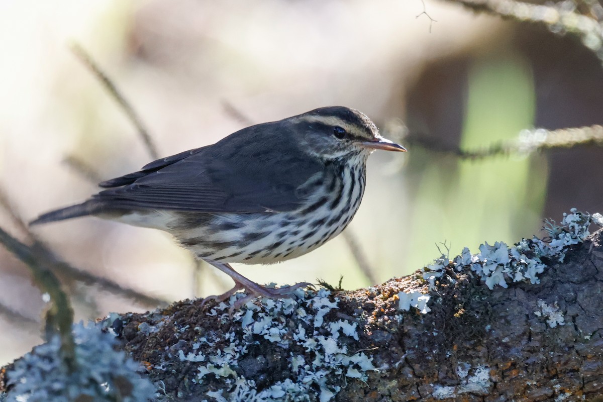 Northern Waterthrush - ML642293306