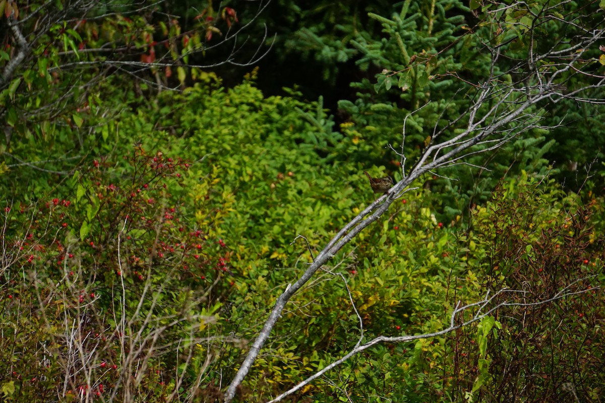 Swamp Sparrow - ML642293309
