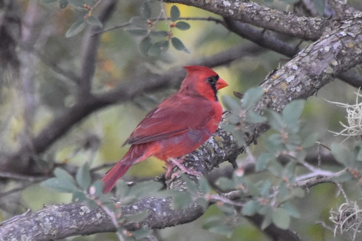 Northern Cardinal - ML642293323
