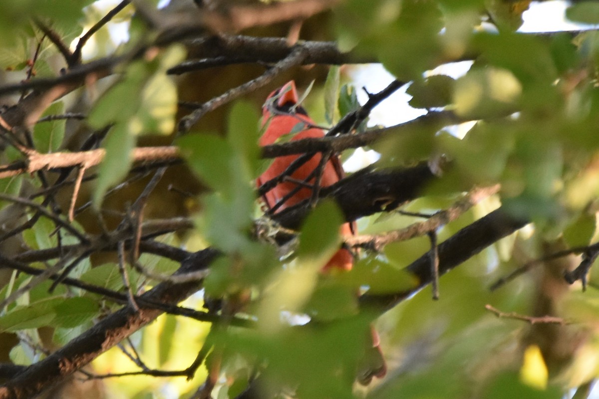Northern Cardinal - ML642293324
