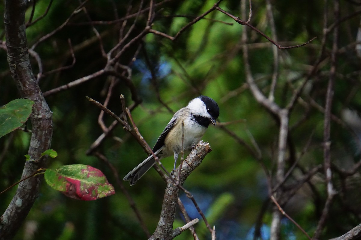 Black-capped Chickadee - ML642293347
