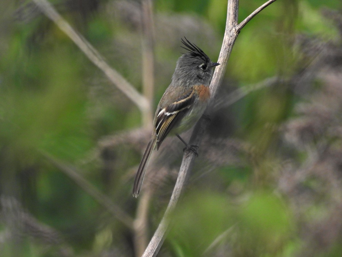 Belted Flycatcher - ML642293382